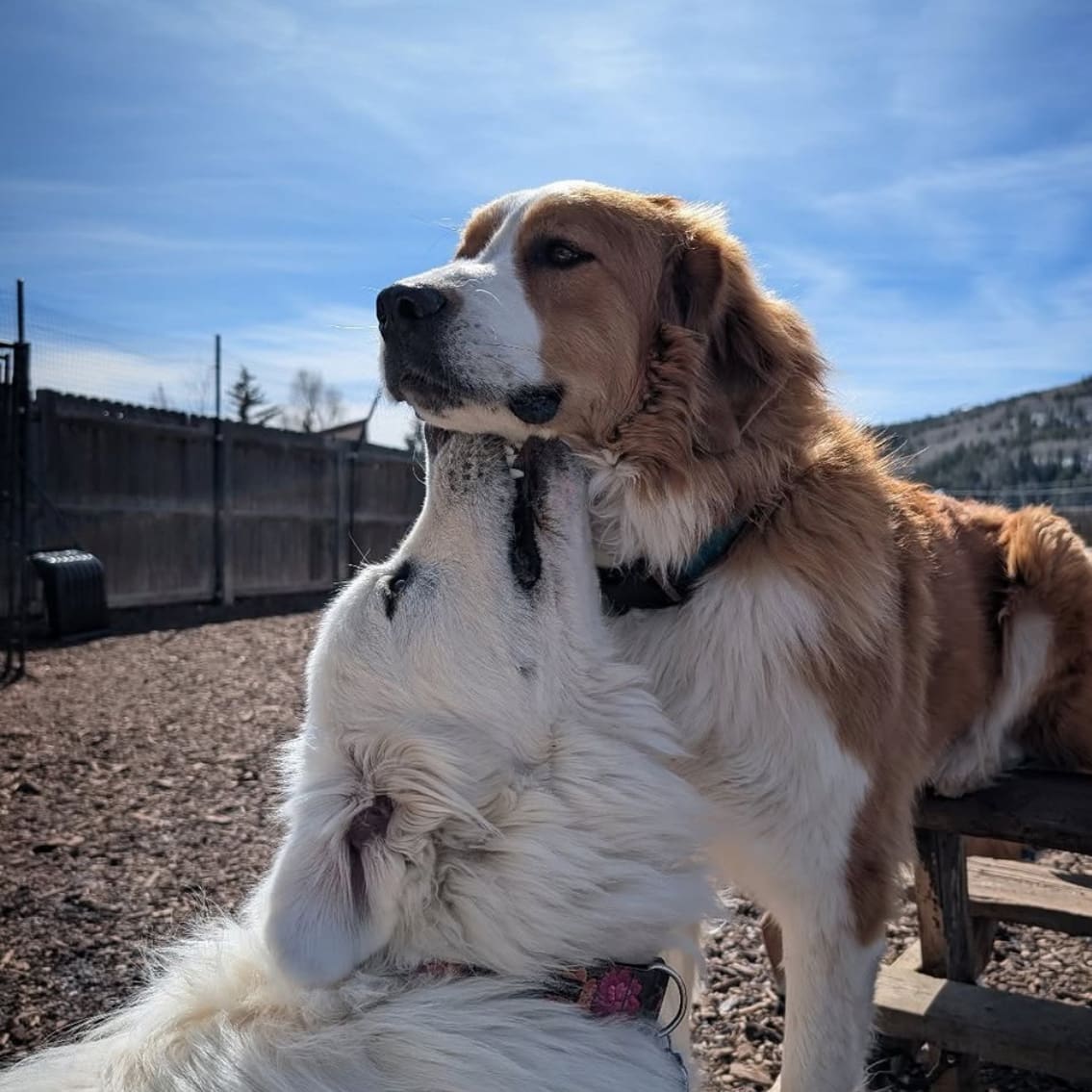 Photo of two dogs